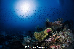 Fish highway by James Deverich 